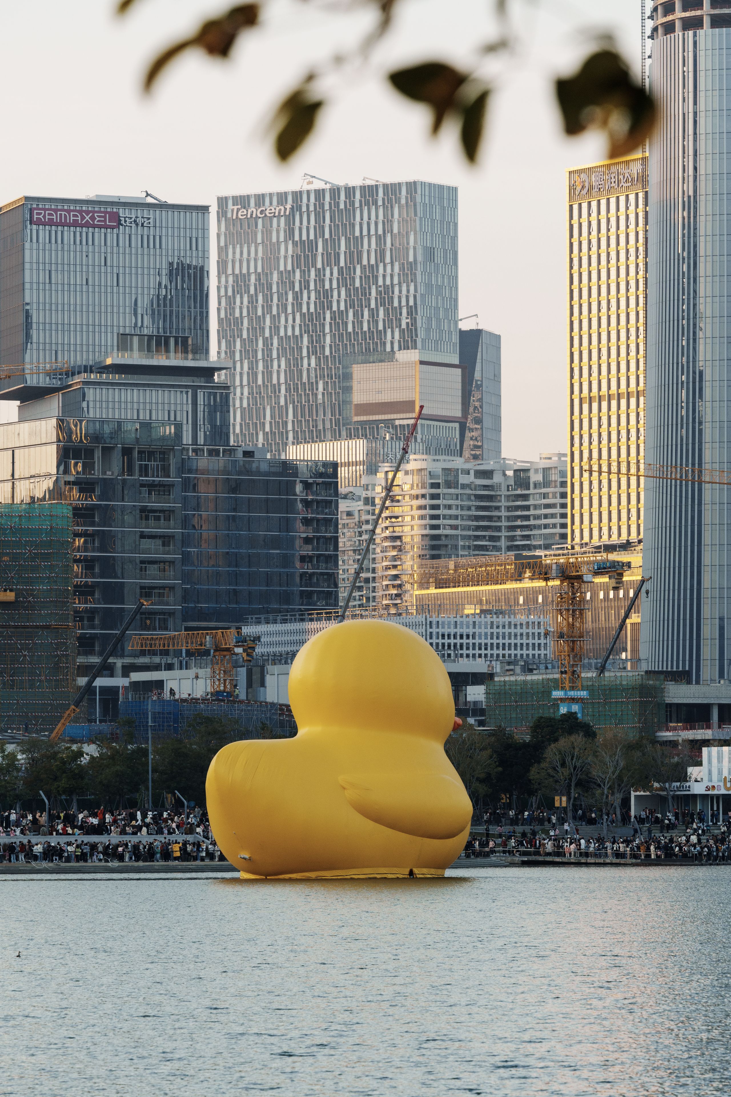深圳湾公园的大黄鸭