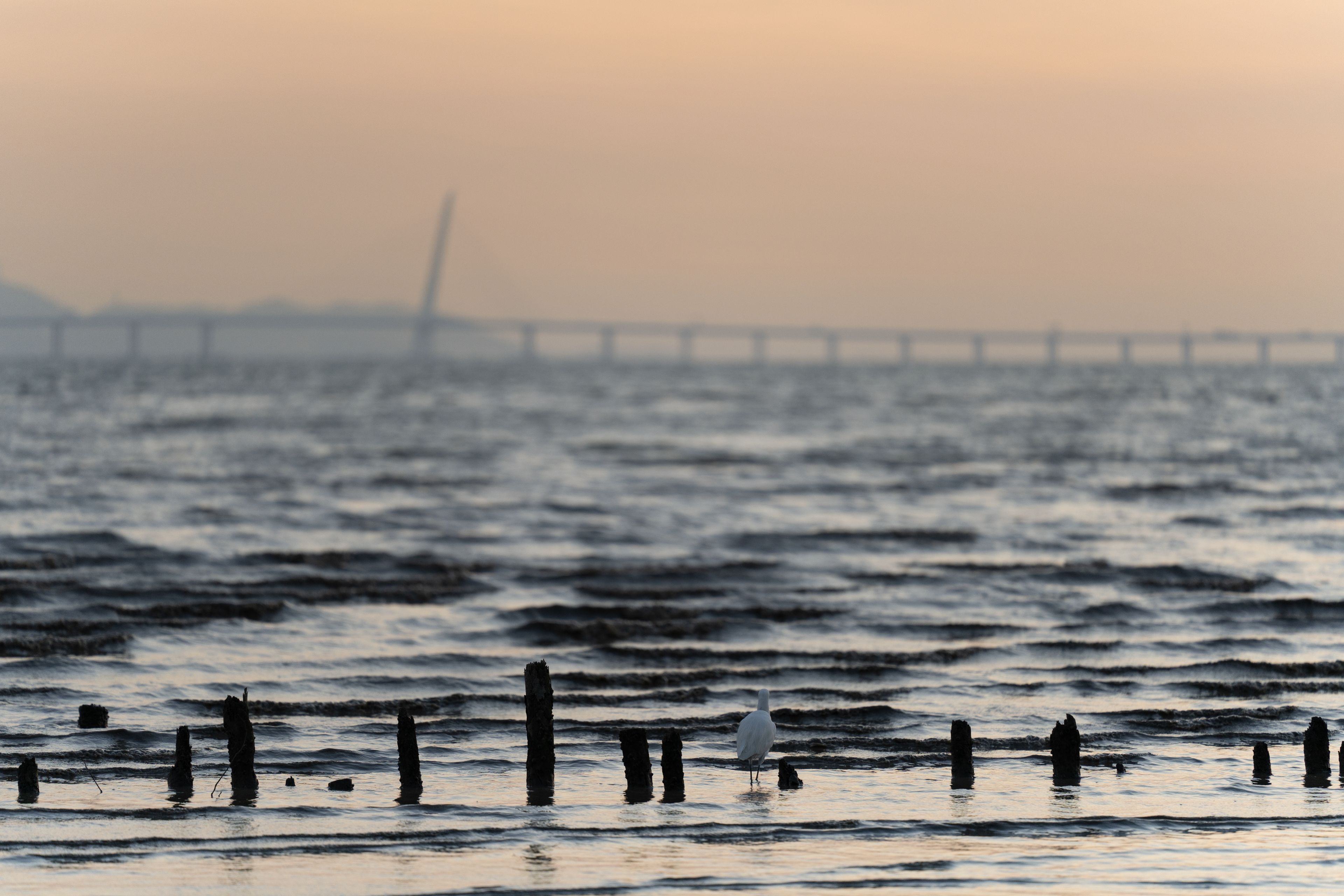 海鸥