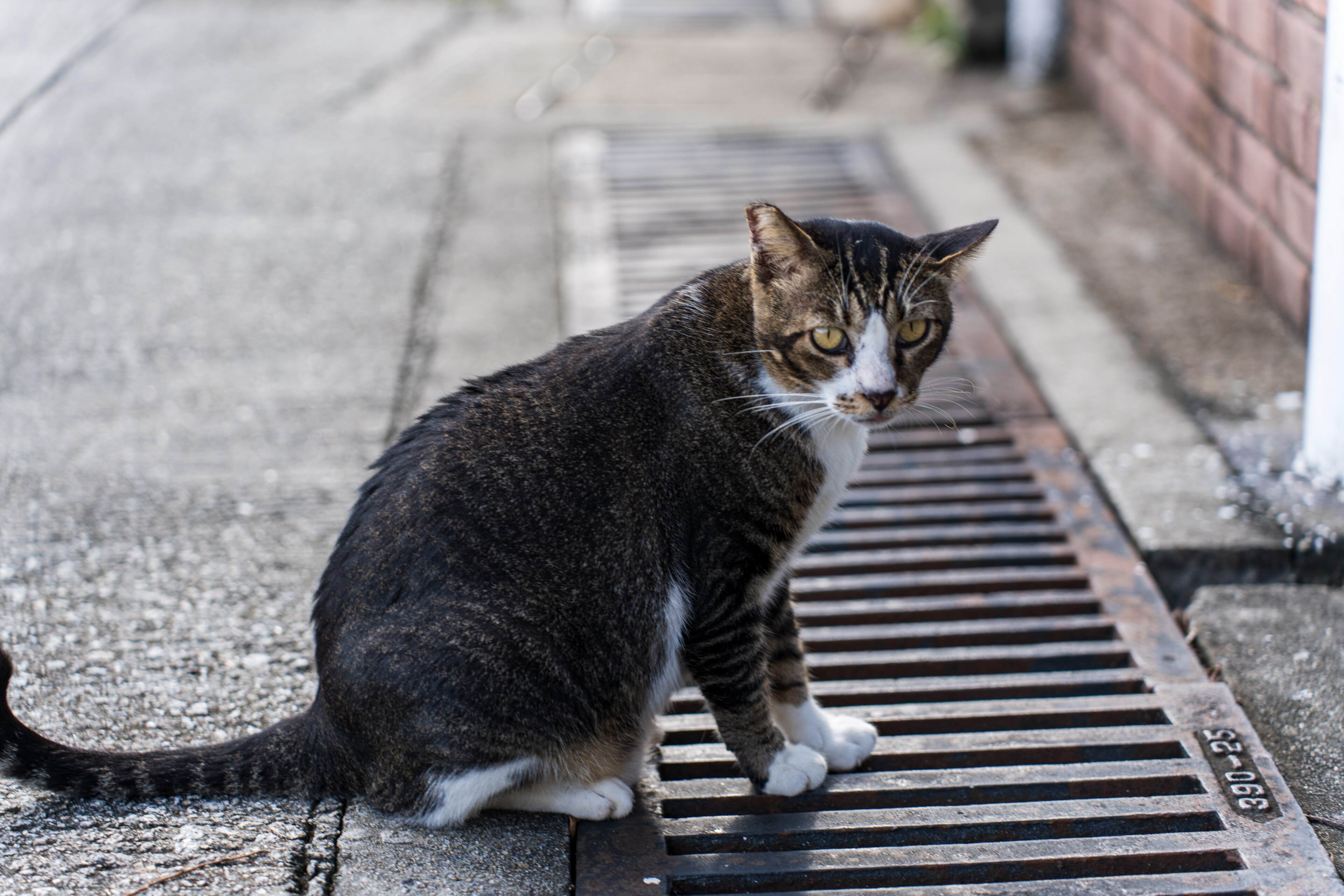 大澳村的猫