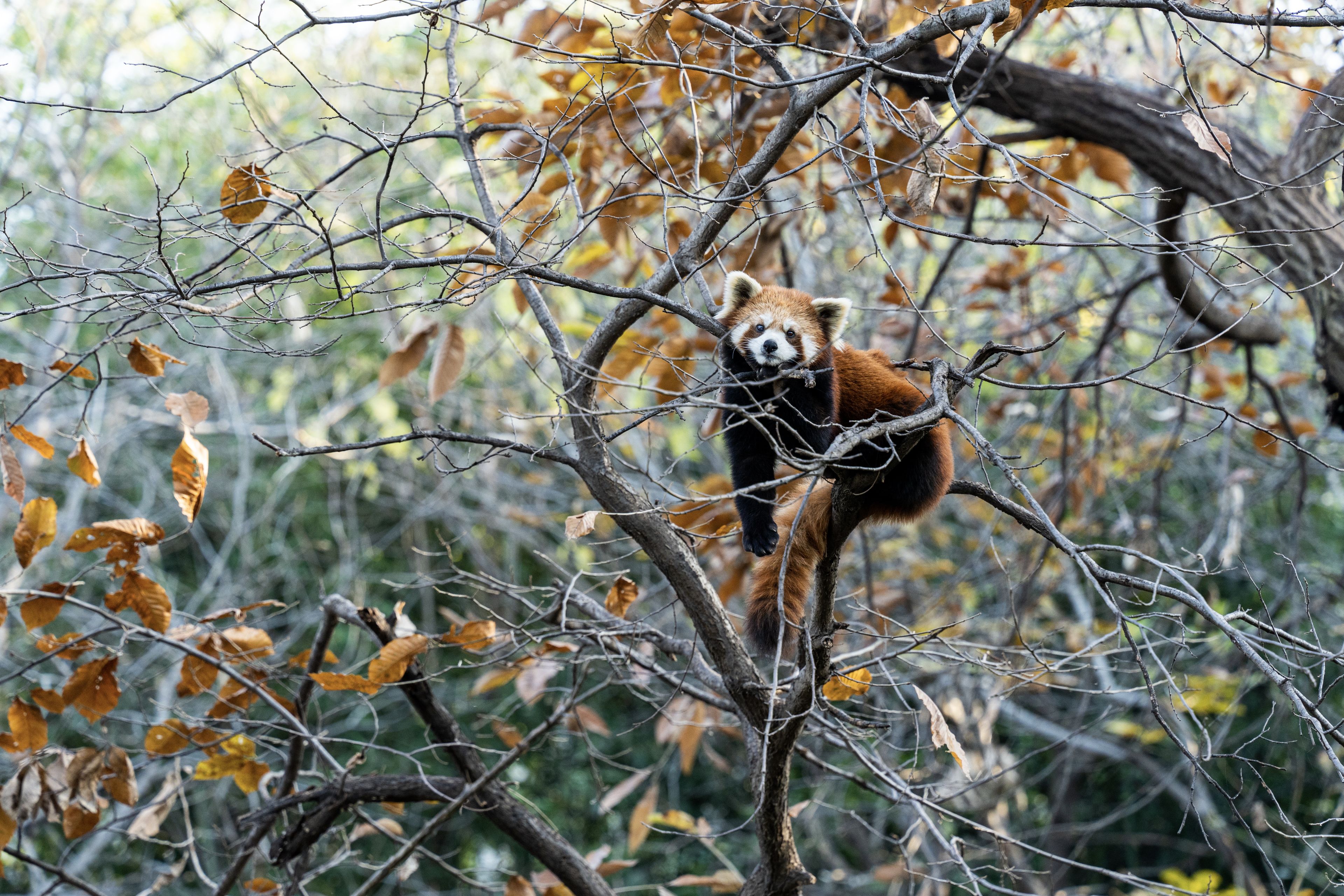 小熊猫