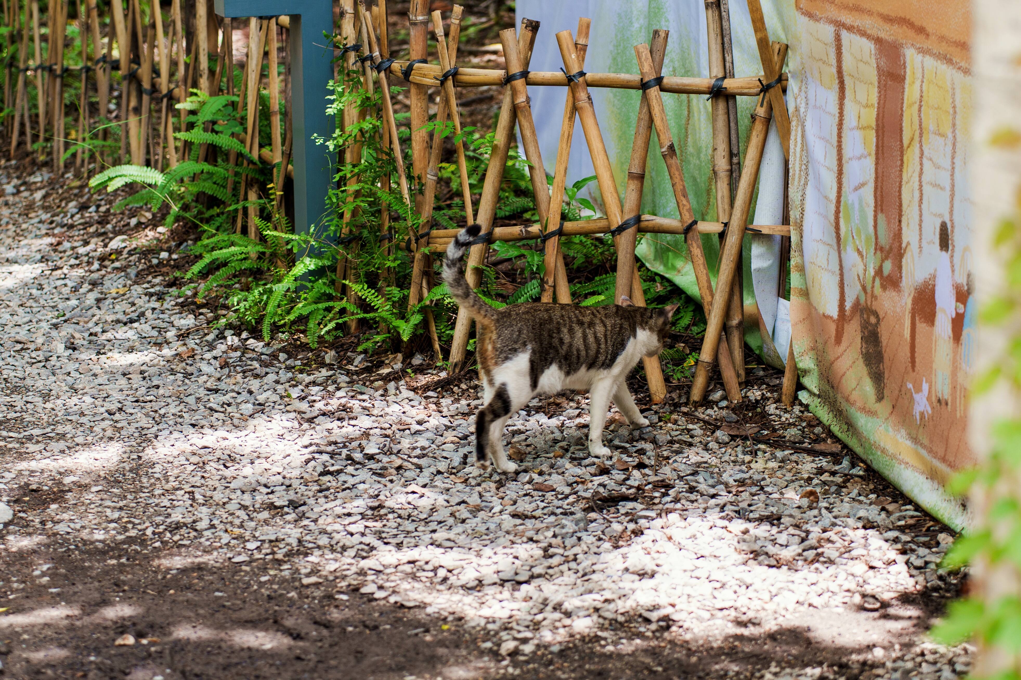 小猫咪