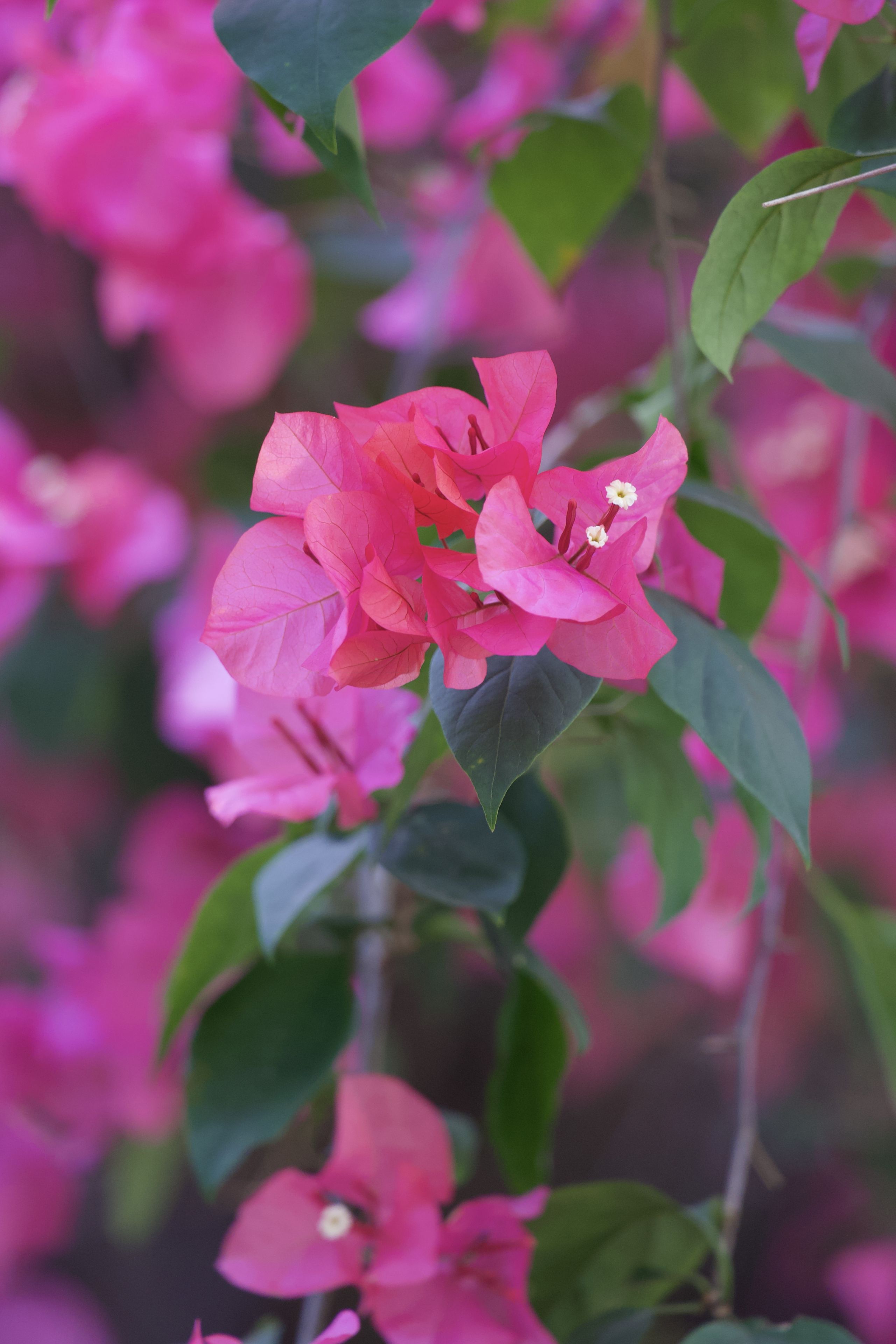 深圳市花三角梅