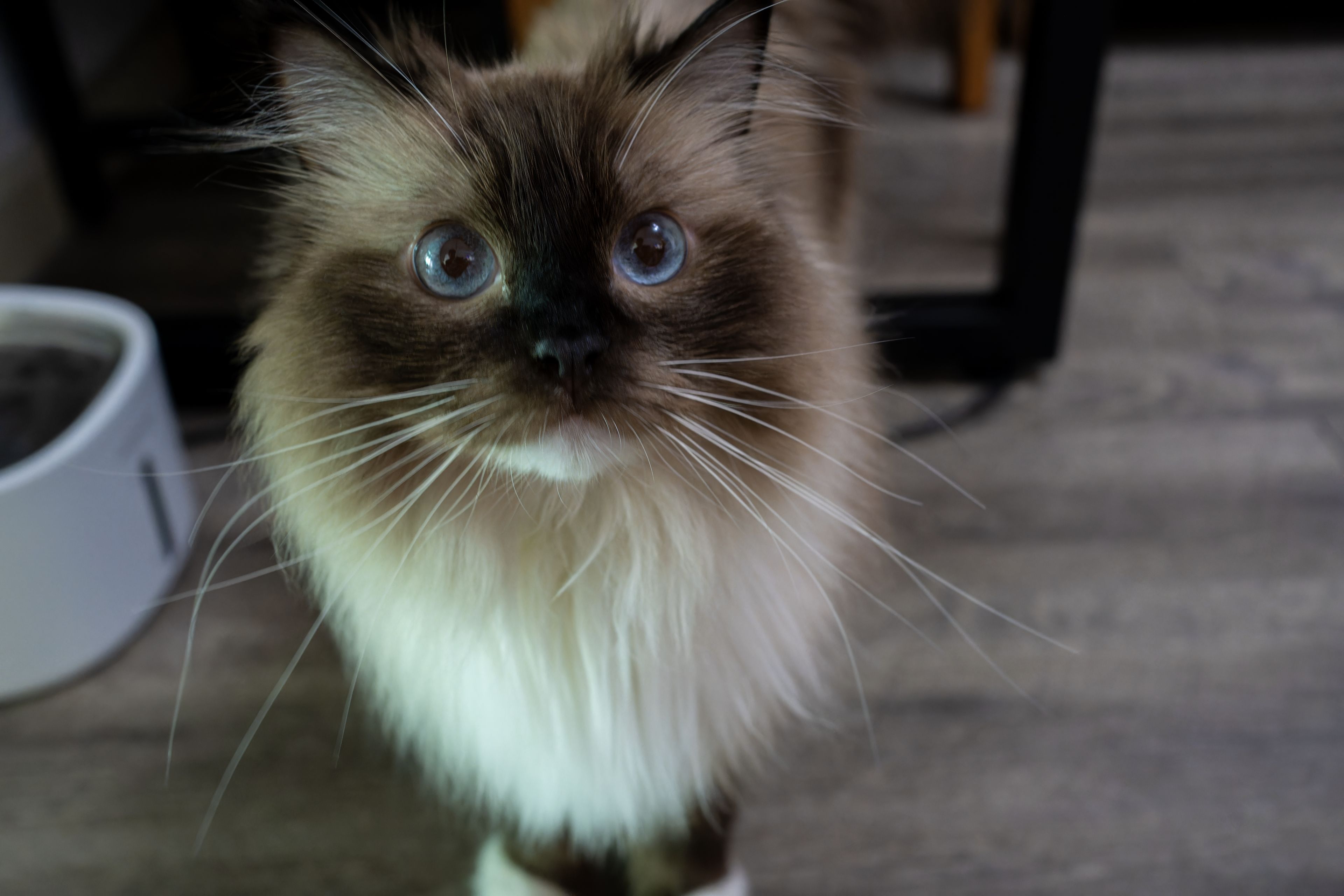 同事的猫