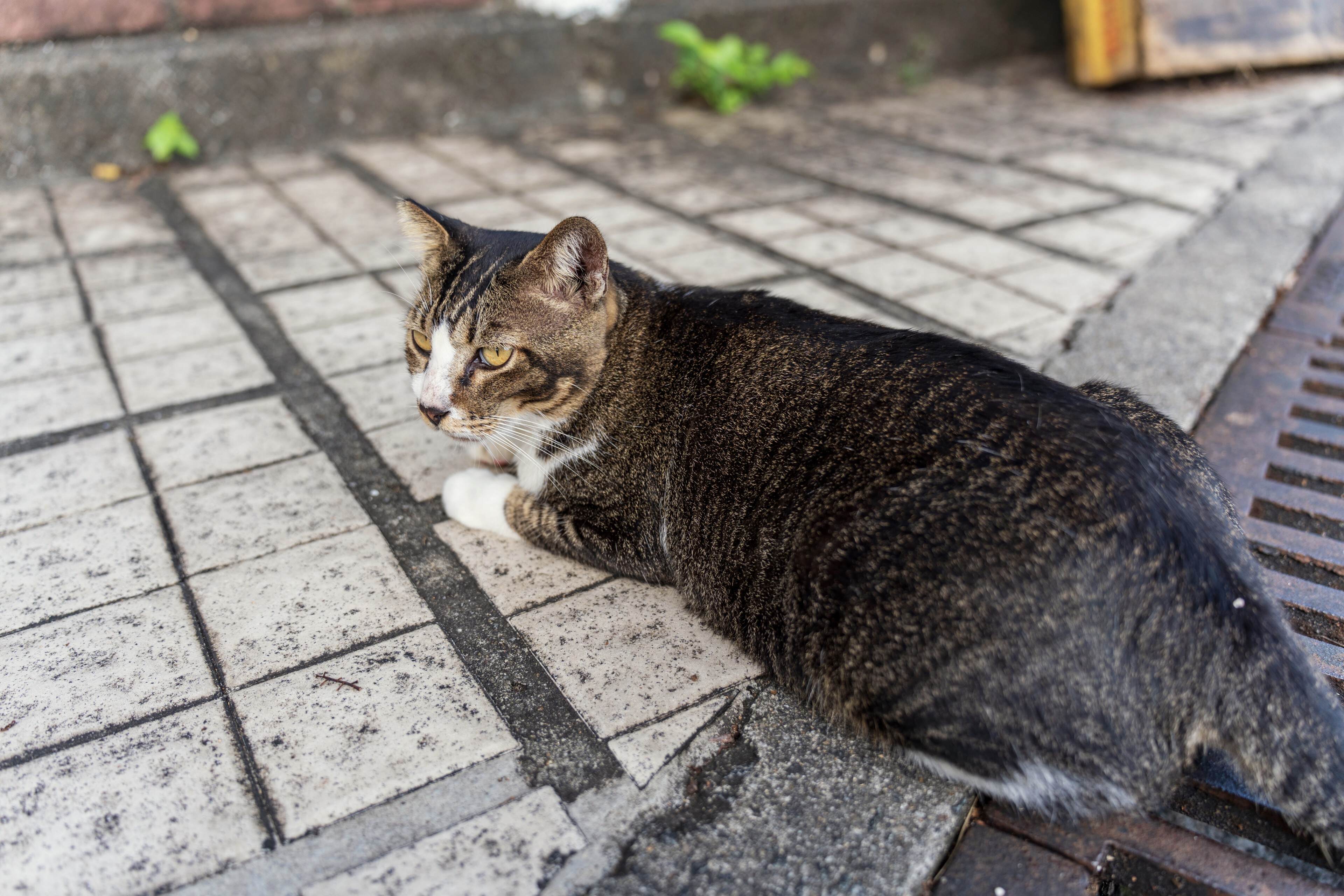 大澳村的猫